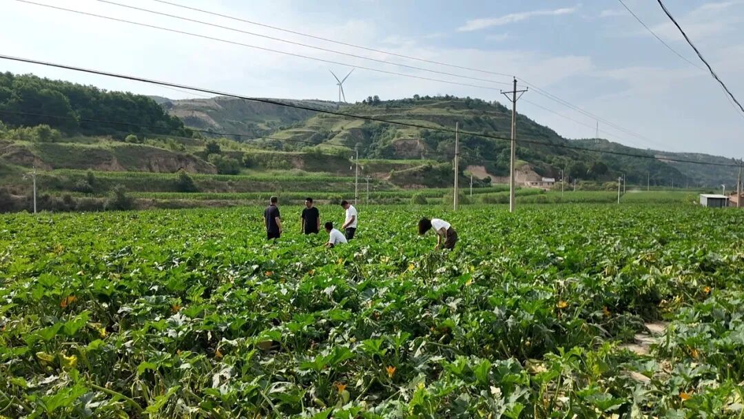 华池:抢抓农时补短板 千亩白瓜籽灾后管护全部完成