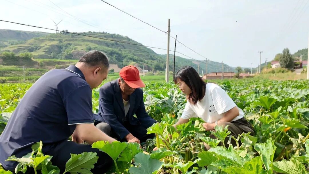 华池:抢抓农时补短板 千亩白瓜籽灾后管护全部完成