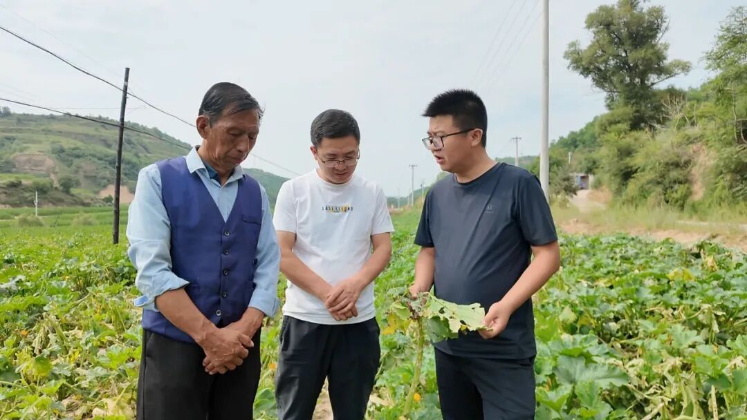 华池:抢抓农时补短板 千亩白瓜籽灾后管护全部完成