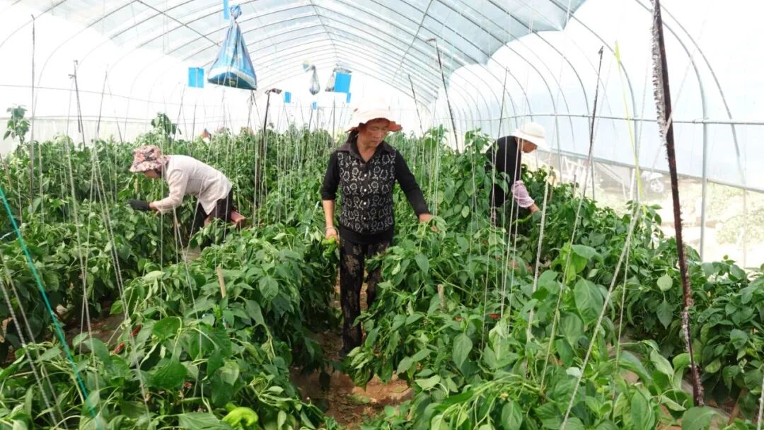 西峰区肖金镇胡同村:百棚辣椒迎来采收旺季