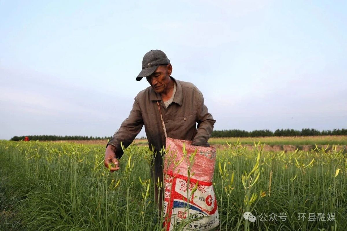 环县:黄花菜迎来采摘旺季