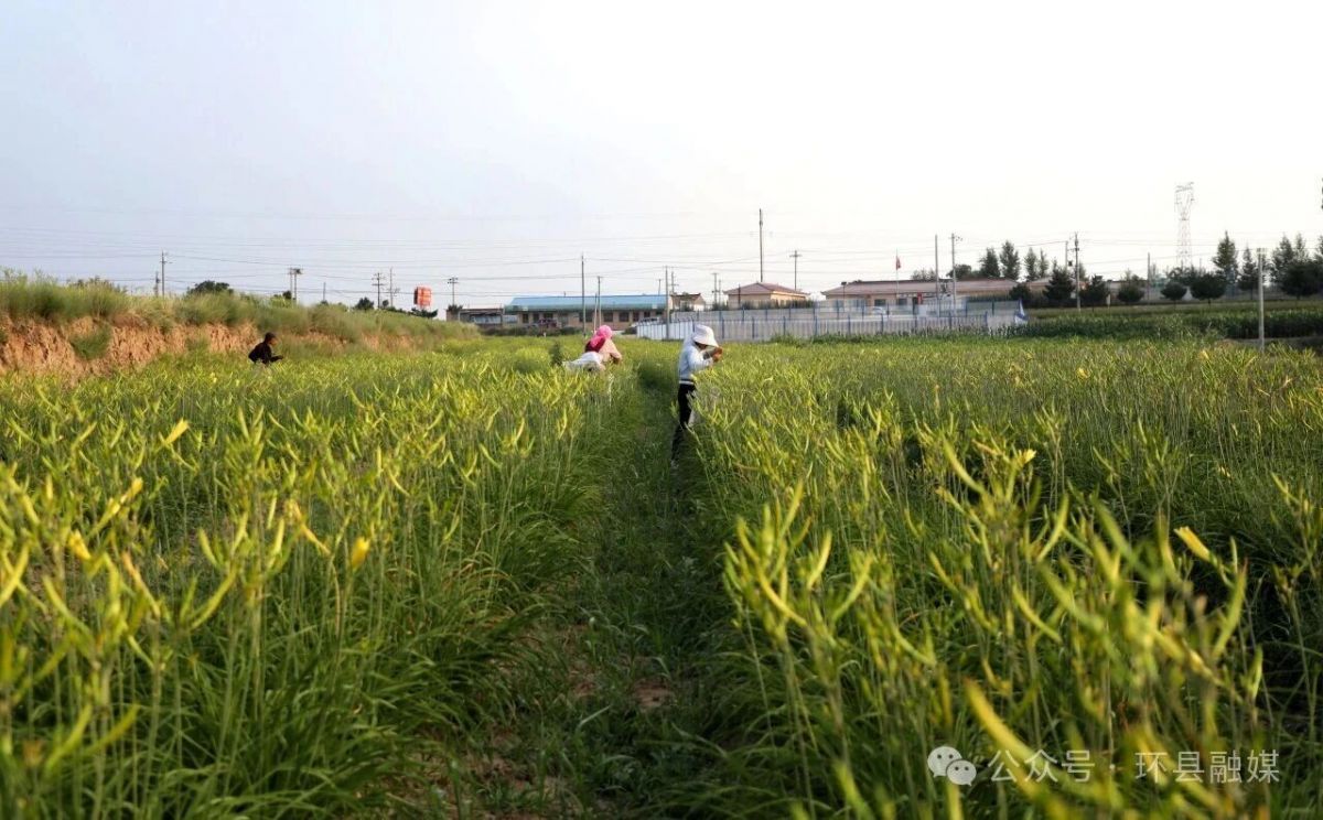 环县:黄花菜迎来采摘旺季
