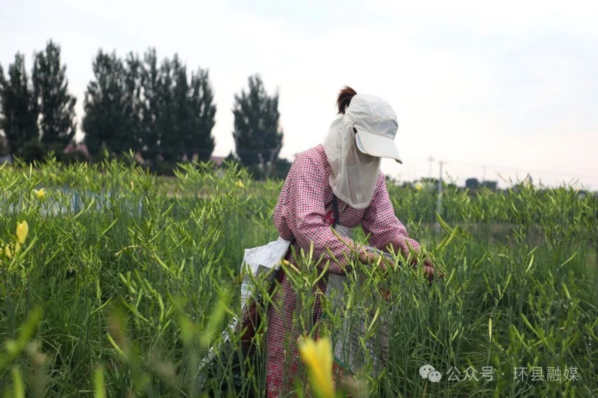 环县:黄花菜迎来采摘旺季