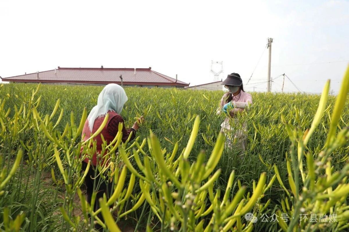 环县:黄花菜迎来采摘旺季