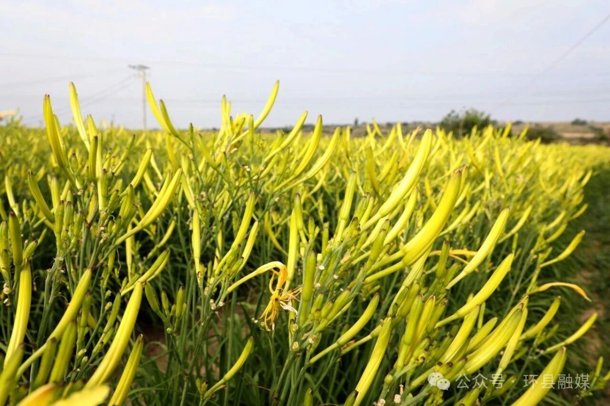 环县:黄花菜迎来采摘旺季