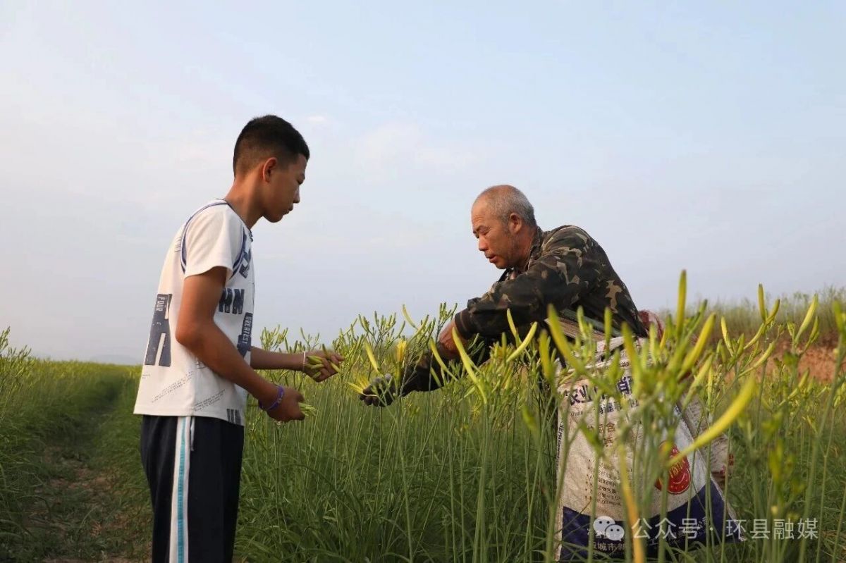 环县:黄花菜迎来采摘旺季