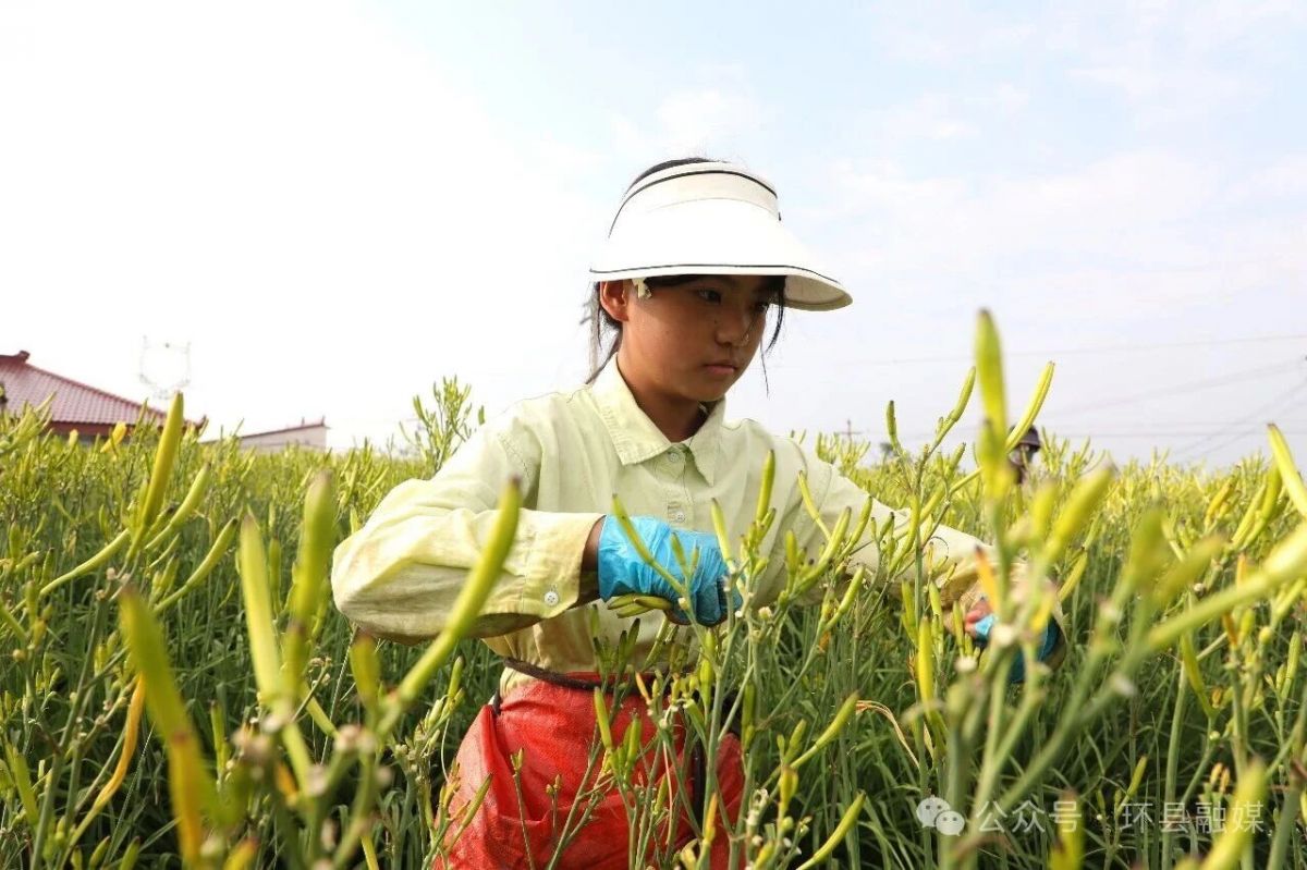 环县:黄花菜迎来采摘旺季
