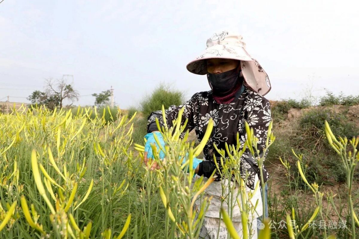 环县:黄花菜迎来采摘旺季