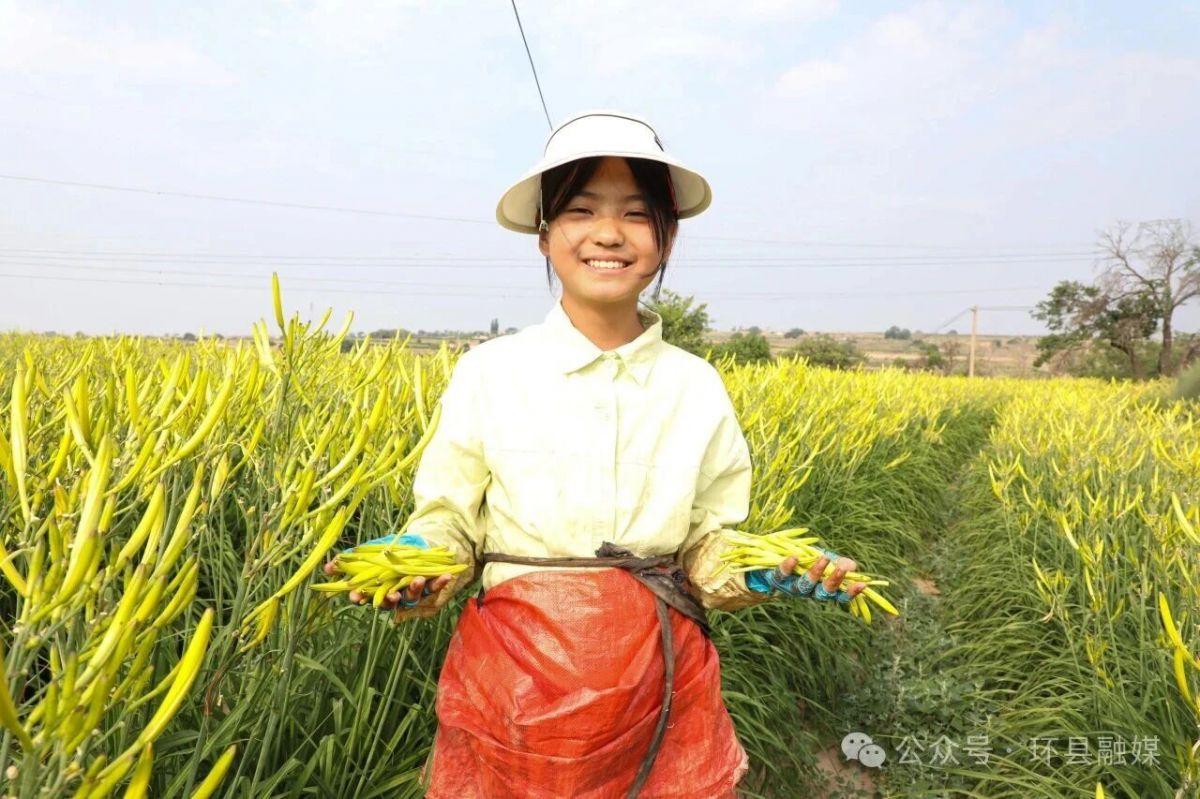 环县:黄花菜迎来采摘旺季