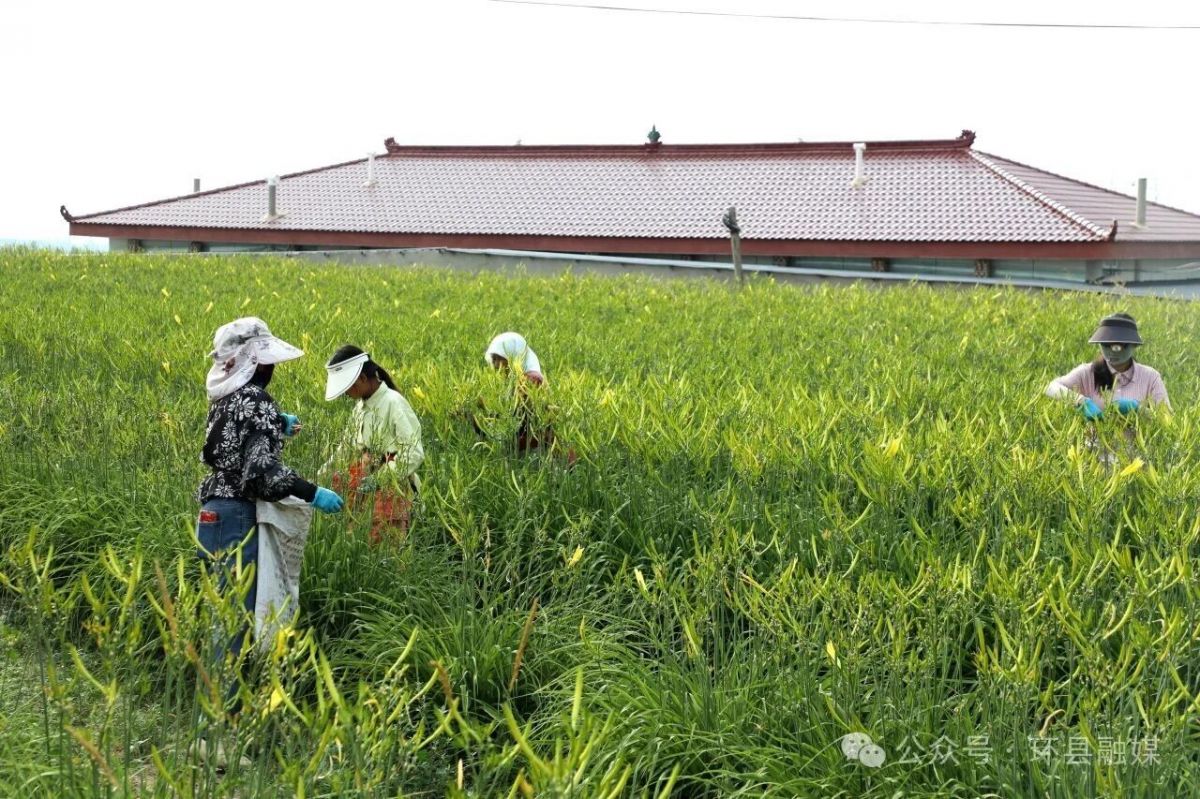 环县:黄花菜迎来采摘旺季