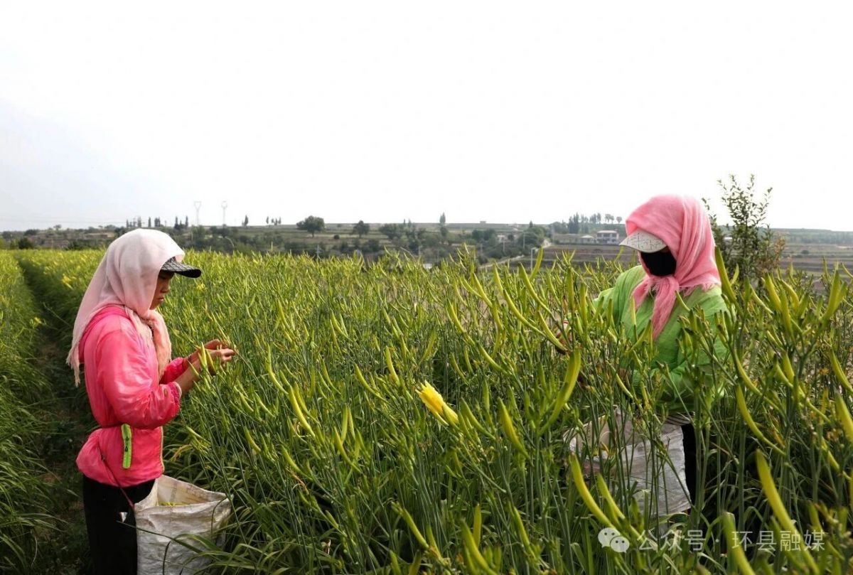 环县:黄花菜迎来采摘旺季