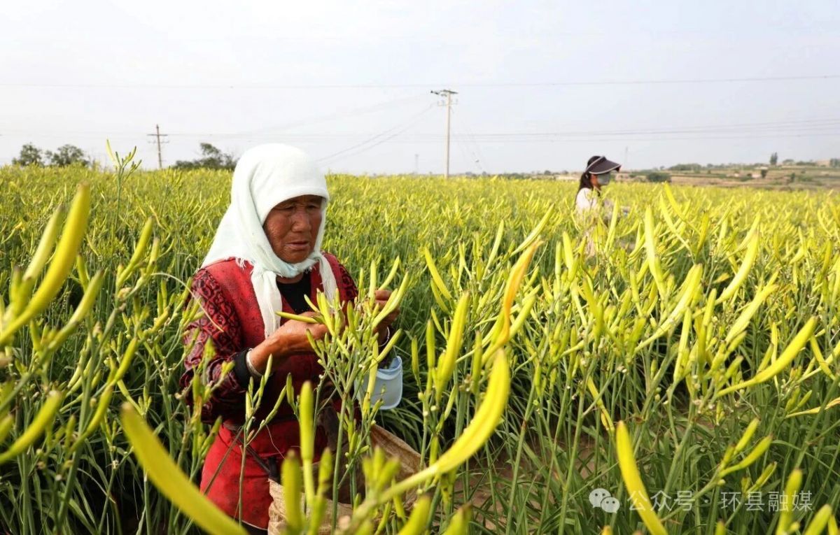 环县:黄花菜迎来采摘旺季