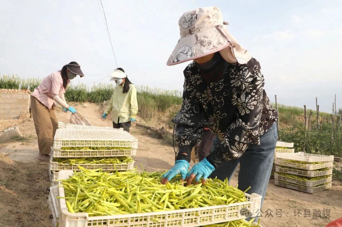 环县:黄花菜迎来采摘旺季