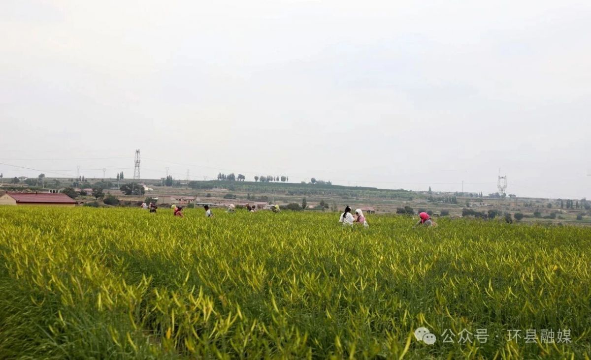 环县:黄花菜迎来采摘旺季