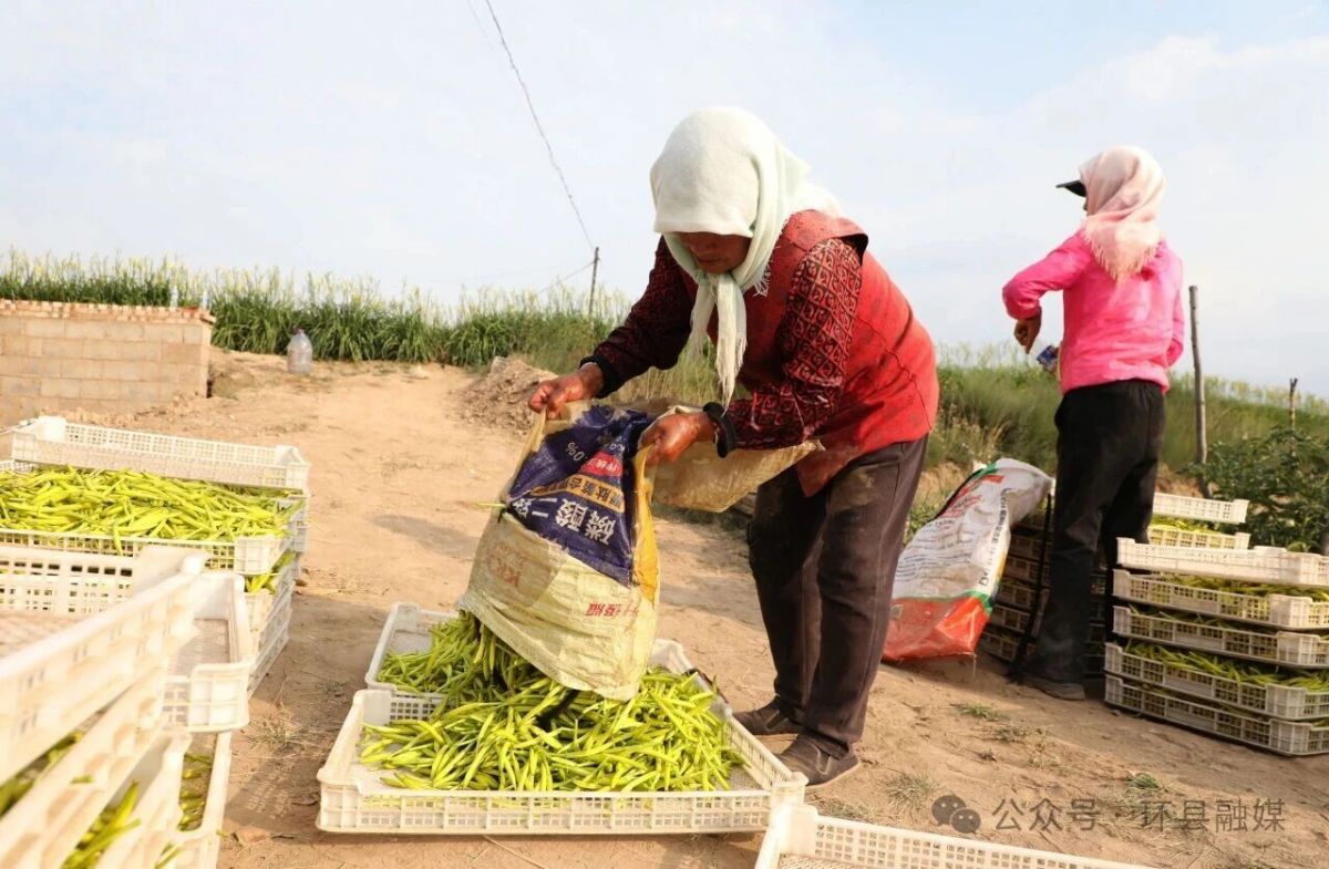 环县:黄花菜迎来采摘旺季