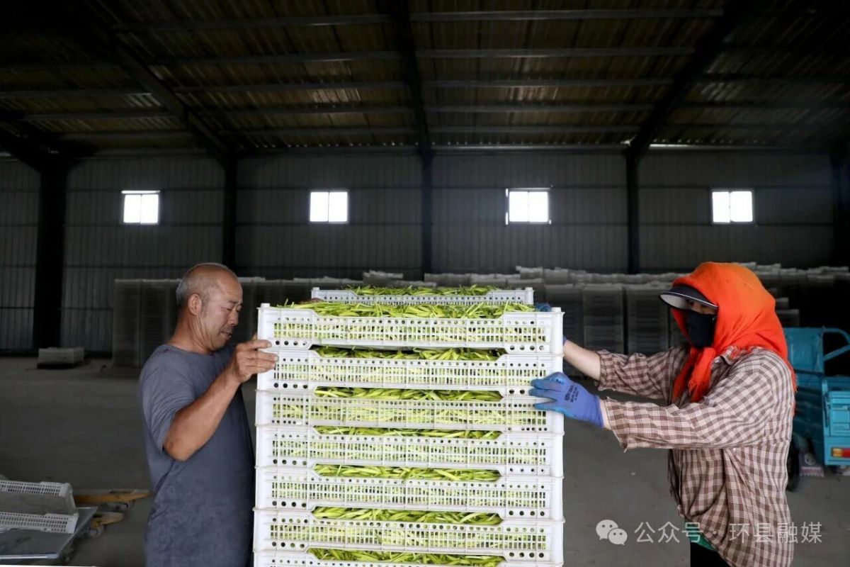 环县:黄花菜迎来采摘旺季