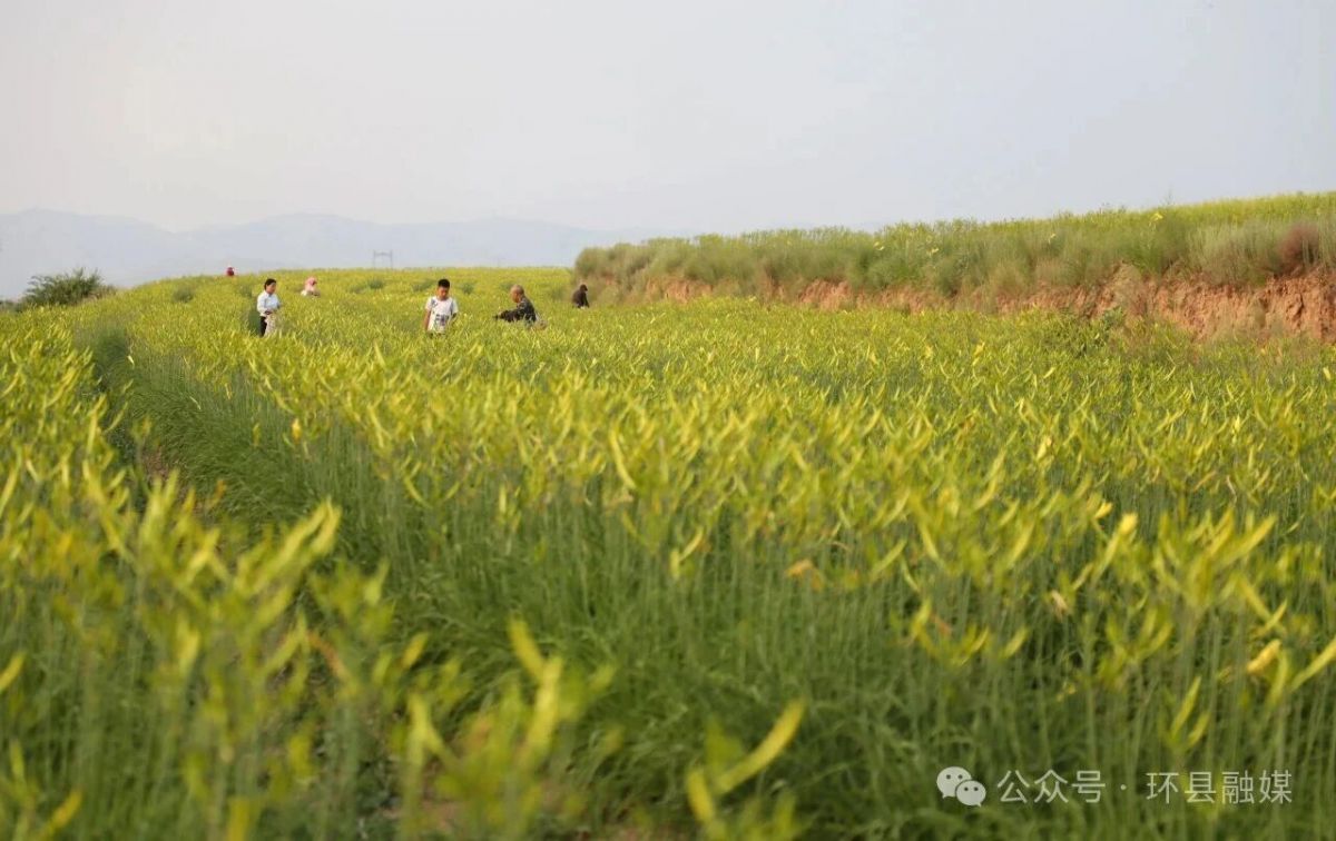 环县:黄花菜迎来采摘旺季