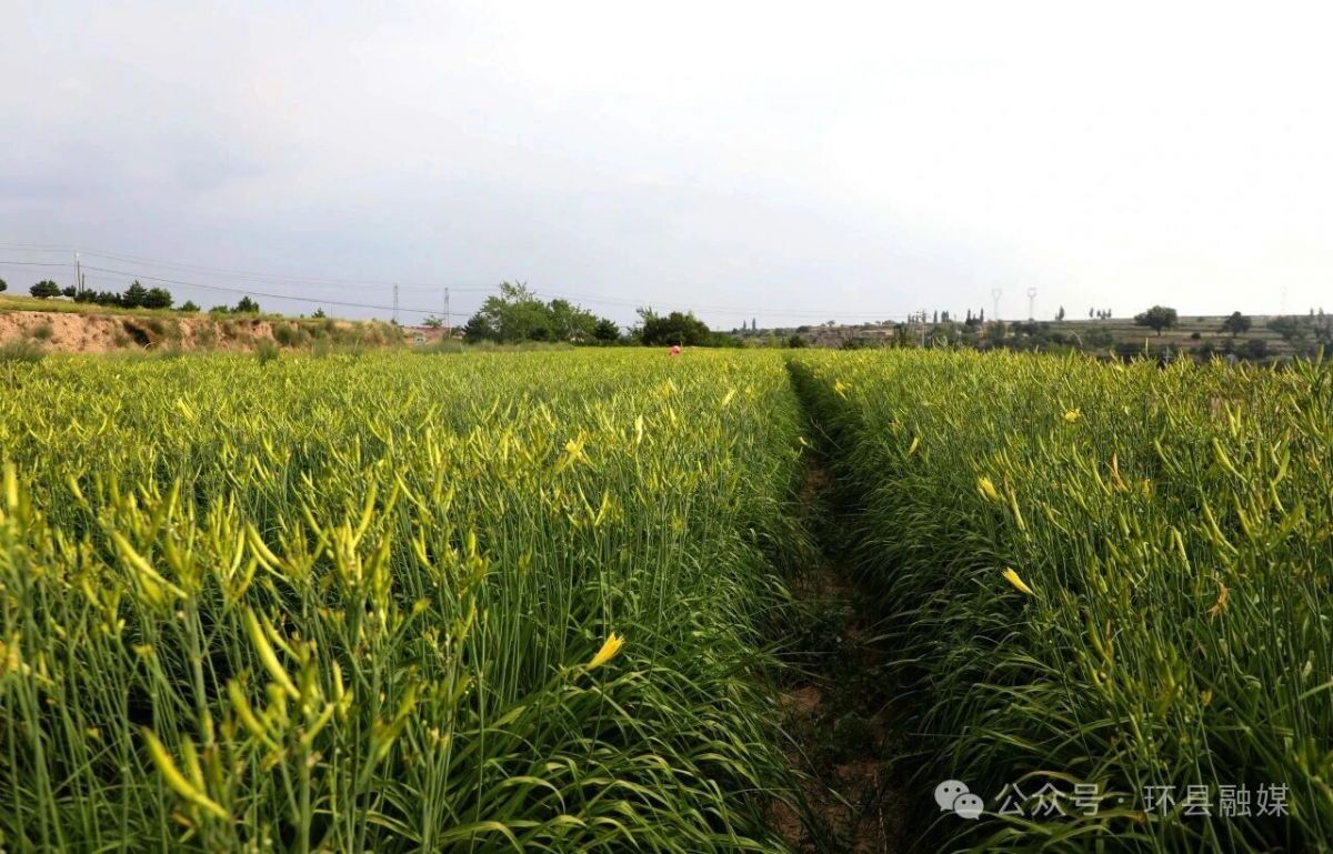 环县:黄花菜迎来采摘旺季