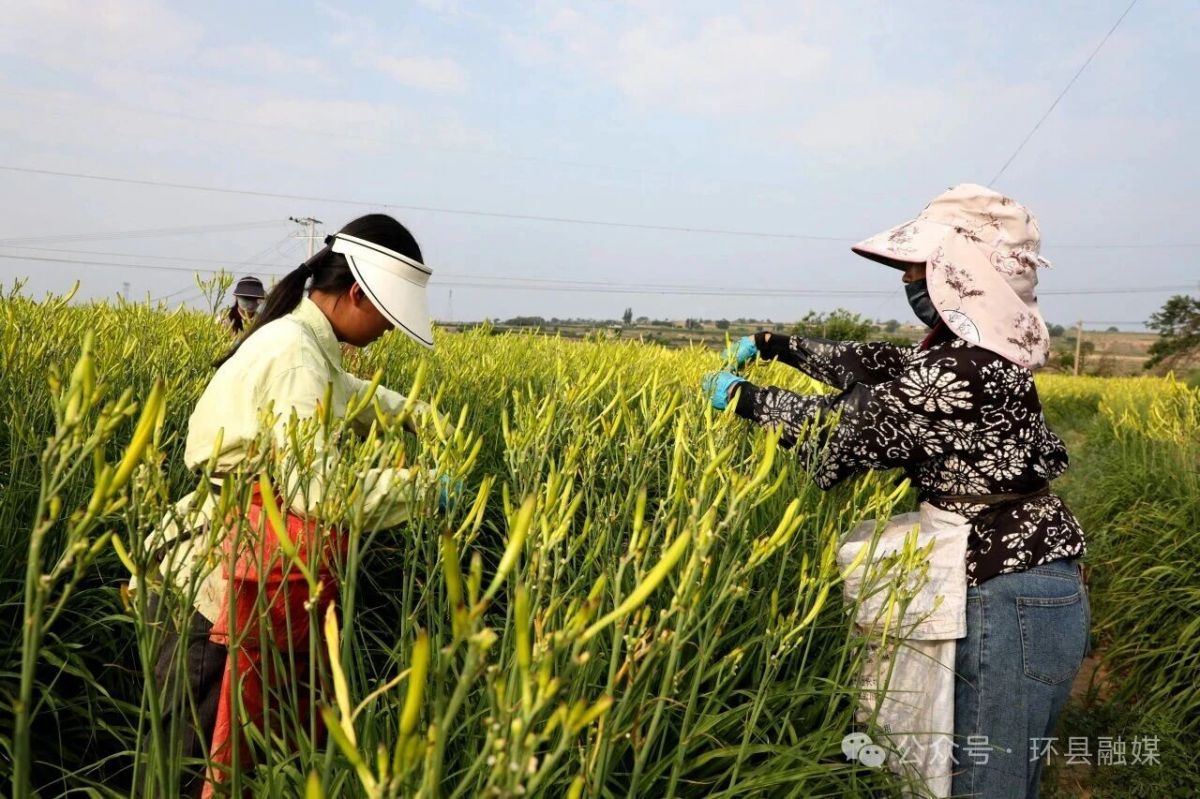 环县:黄花菜迎来采摘旺季