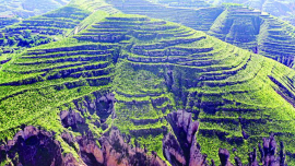 庆阳：全域同心植绿护绿 共绘生态宜居新图景