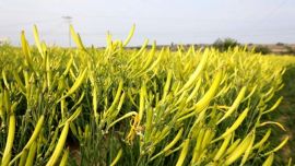 【摄影报道】环县：黄花菜迎来采摘旺季