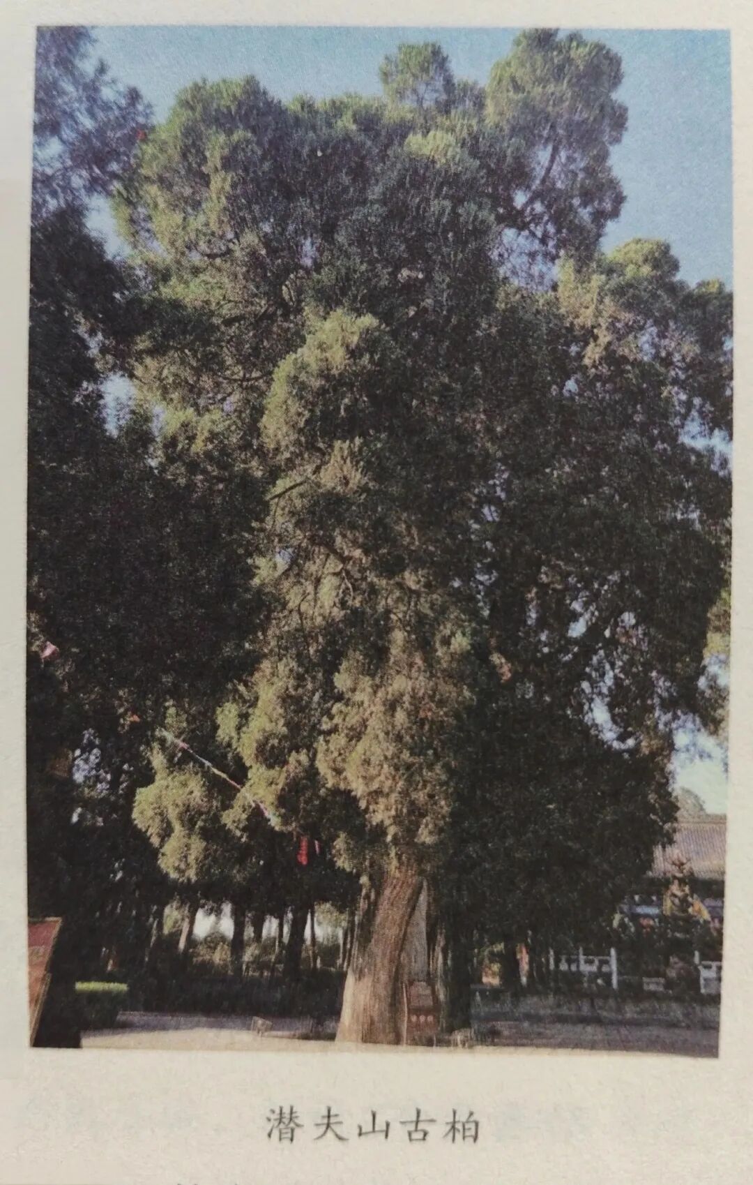 古镇——城关镇