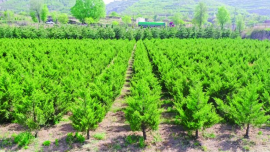 庆城县：推进全域禁牧 筑牢生态安全屏障 桂花塬林场“三基地一集群”建设初见成效