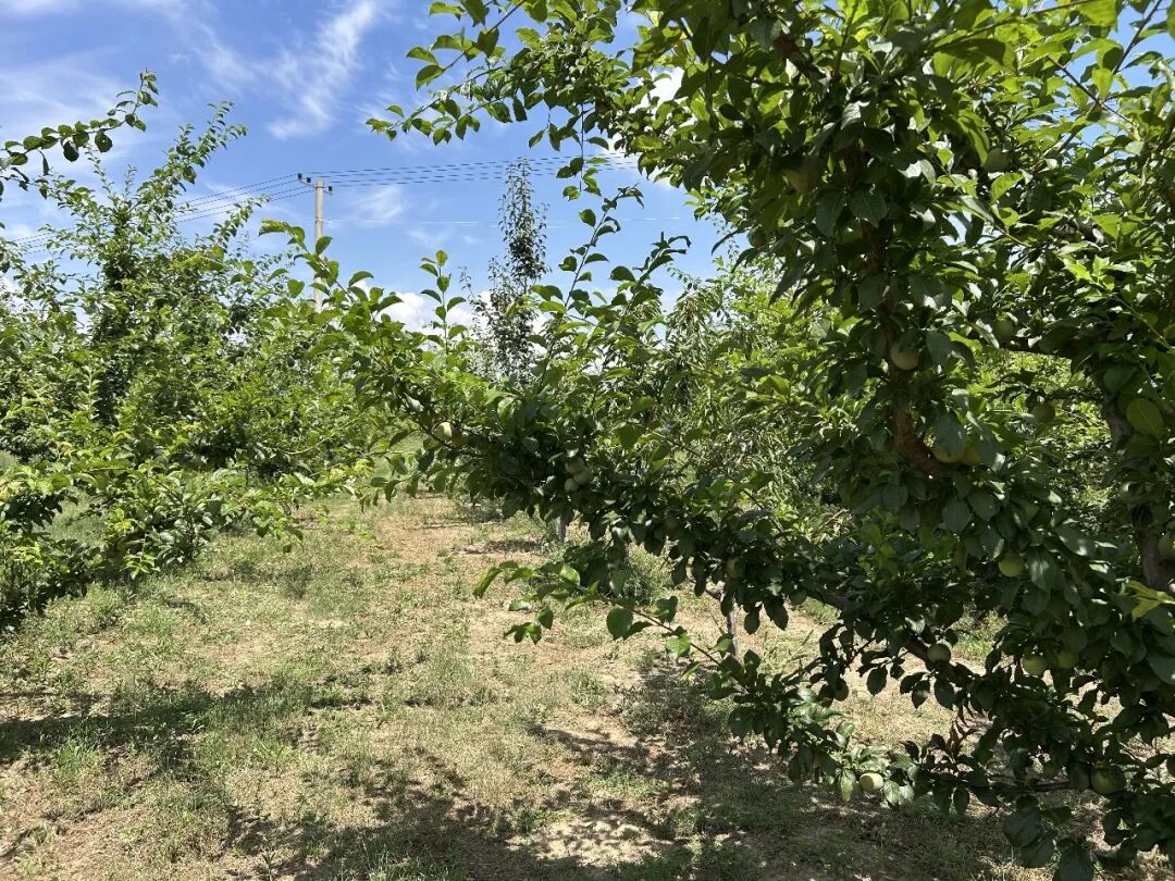 庆城特色林果添“新丁” “味帝恐龙蛋”李子走俏市场