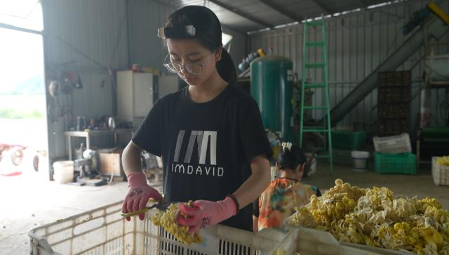 合水县固城镇:小蘑菇撑起“致富伞” 特色产业赋能乡村振兴