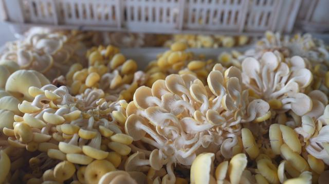 合水县固城镇:小蘑菇撑起“致富伞” 特色产业赋能乡村振兴