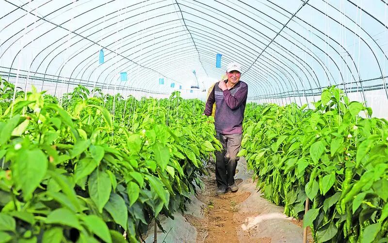 西峰区肖金镇胡同村村民采摘辣椒。