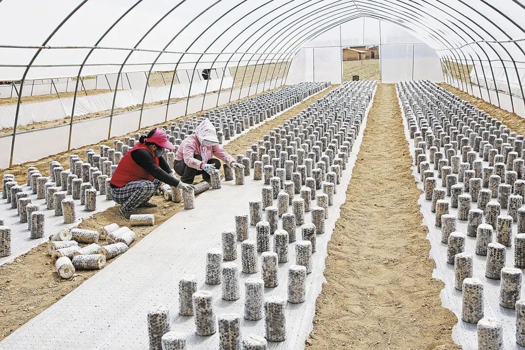 宁县九岘乡北庄村村集体经济蔬菜种植大棚中,村民在摆放菌棒。