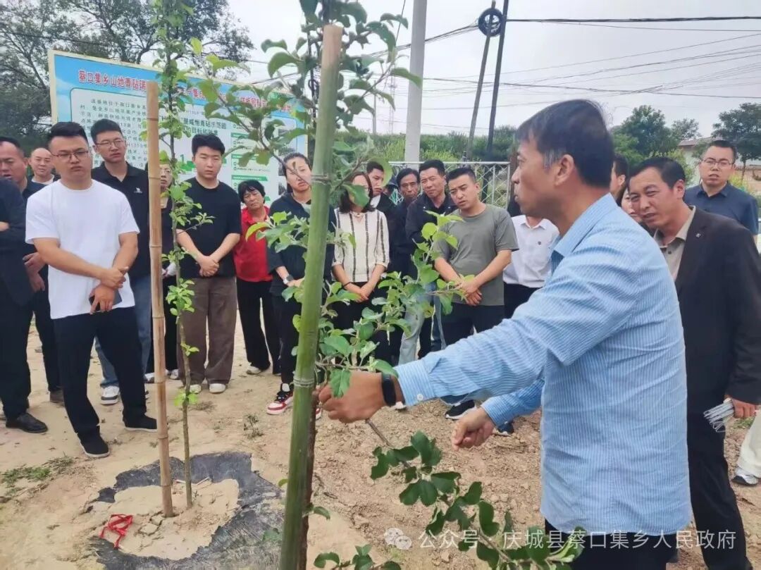 庆城县蔡口集乡：夏日管护正当时 拉枝塑形助果丰