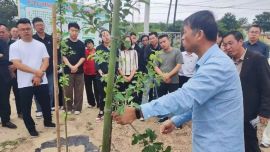 庆城县蔡口集乡：夏日管护正当时 拉枝塑形助果丰