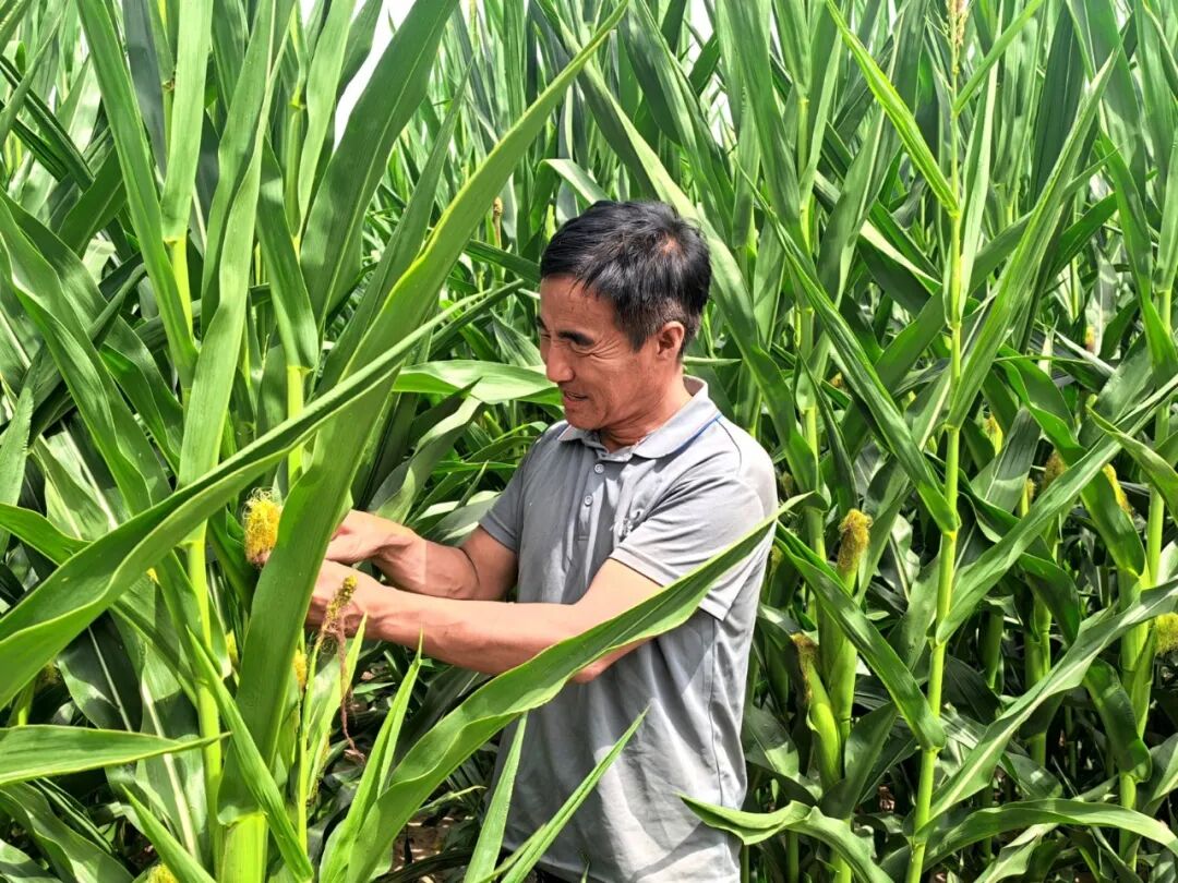 西峰区:科技助力夏管 筑牢秋粮丰产根基