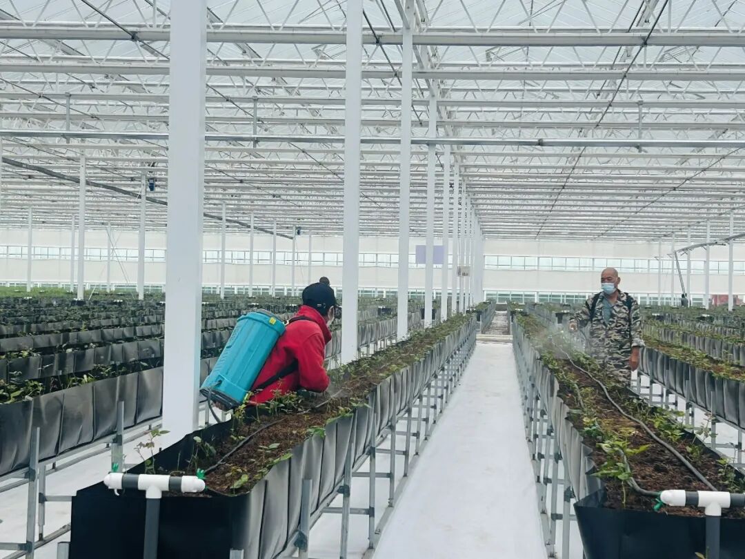 ▲临泾镇现代农业产业园鲜切玫瑰智能玻璃温室内工人正在进行苗圃管护工作。