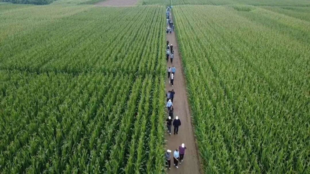 西北区中低产田种养结合地力提升关键技术研究与示范项目专家组 在西峰区开展观摩交流
