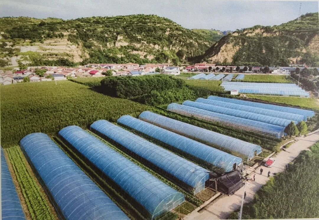 罗川村蔬菜大棚一角(2020年) 张应君 摄