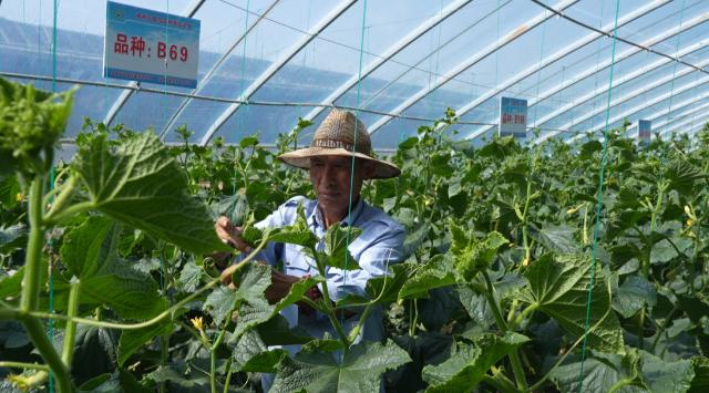 合水县板桥镇:白黄瓜“变”金瓜 特色产业富农家
