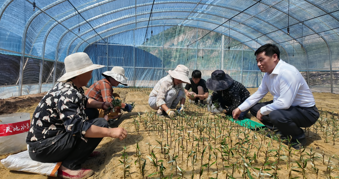 华池县怀安乡全力打造沙棘产学研全链条示范园纪实