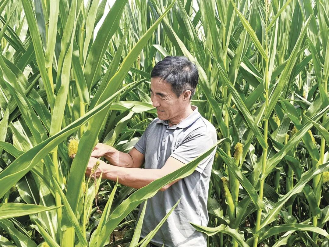 肖金镇种植户查看玉米长势。通讯员 李红涛 摄
