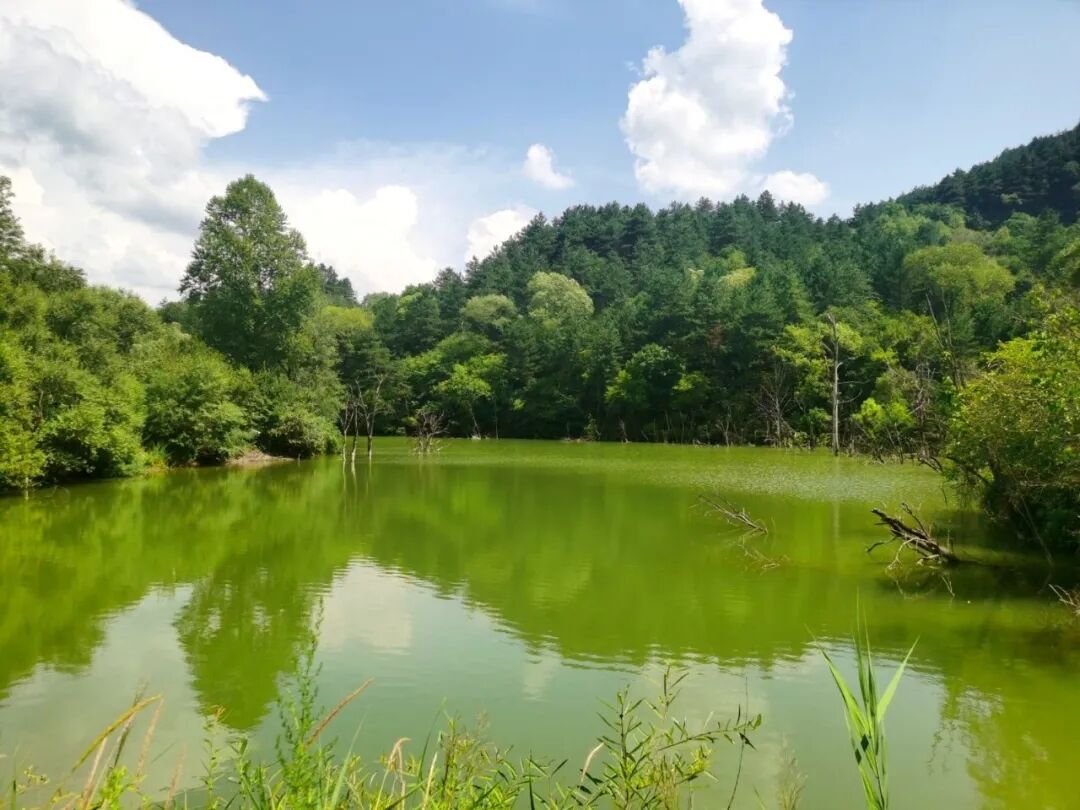 往庆阳的子午岭深山走去,溪流瀑布的声响总会先一步穿过林木抵达耳畔。