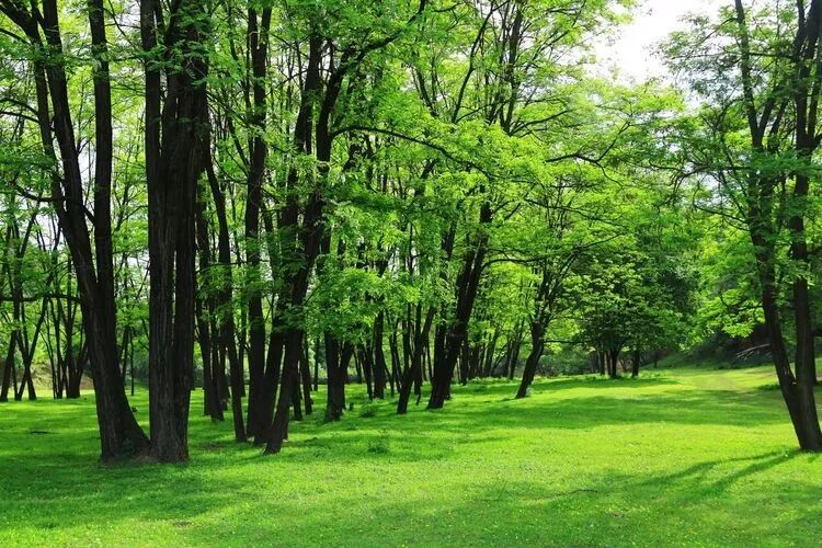风穿过万顷松林的沙沙声、溪水在石缝间穿梭的叮咚声、林间飞鸟偶尔一声清亮啼鸣 —— 远近蝉鸣与万物声响相融,织就子午岭独有的夏日声景。林中蝉鸣疏朗悠远,“嘒嘒非管,泠泠若弦”,静静听上片刻,心头浮躁尽数消散。
