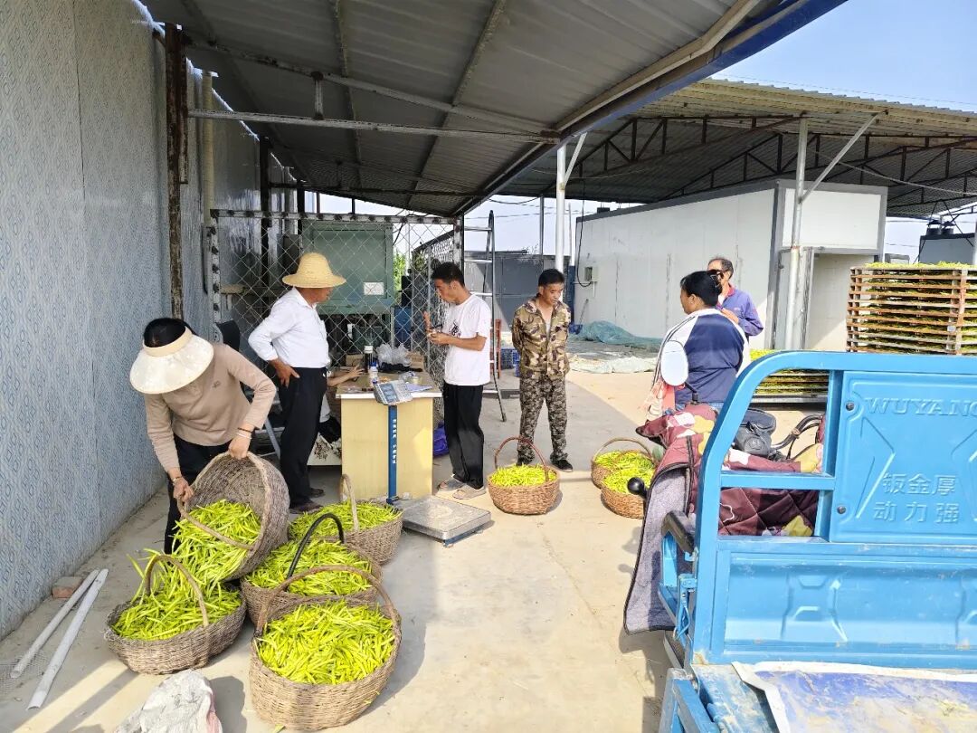 阴雨天鲜菜易腐烂、难晾晒,曾是困扰吴塬村农户多年的“心头病”,采回来的花蕾若不能及时晒干,一夜间就会发黏变质,辛苦付诸东流。