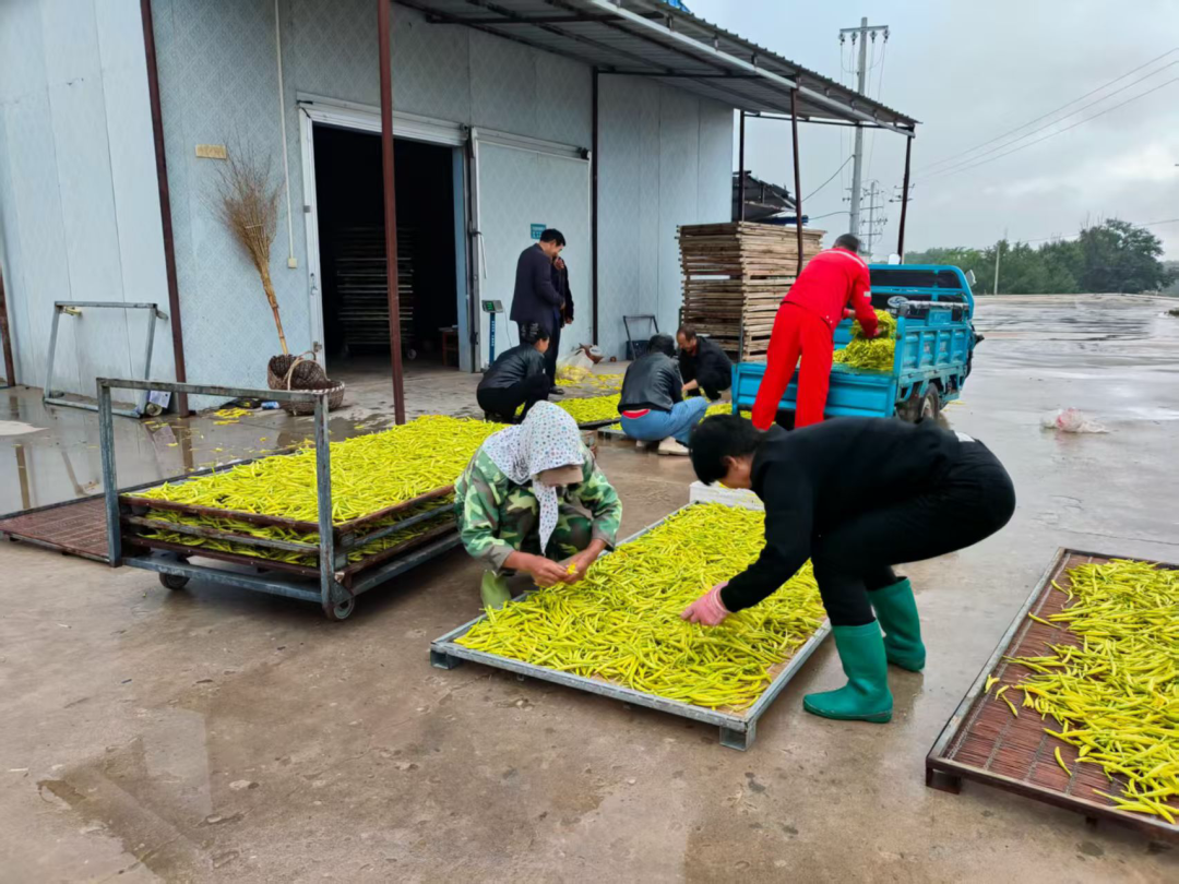 如今,吴塬村规模化种植黄花菜达到920亩,配套发放13万元产业奖补资金,种植户的积极性被彻底点燃。凌晨四点多就下地采摘的种植户耿怀斌,提起黄花菜满脸笑意:“家里种了六七亩,旺季一早上能摘三四百斤,好的话一年下来收入一万多块钱,这个产业可以的。”
