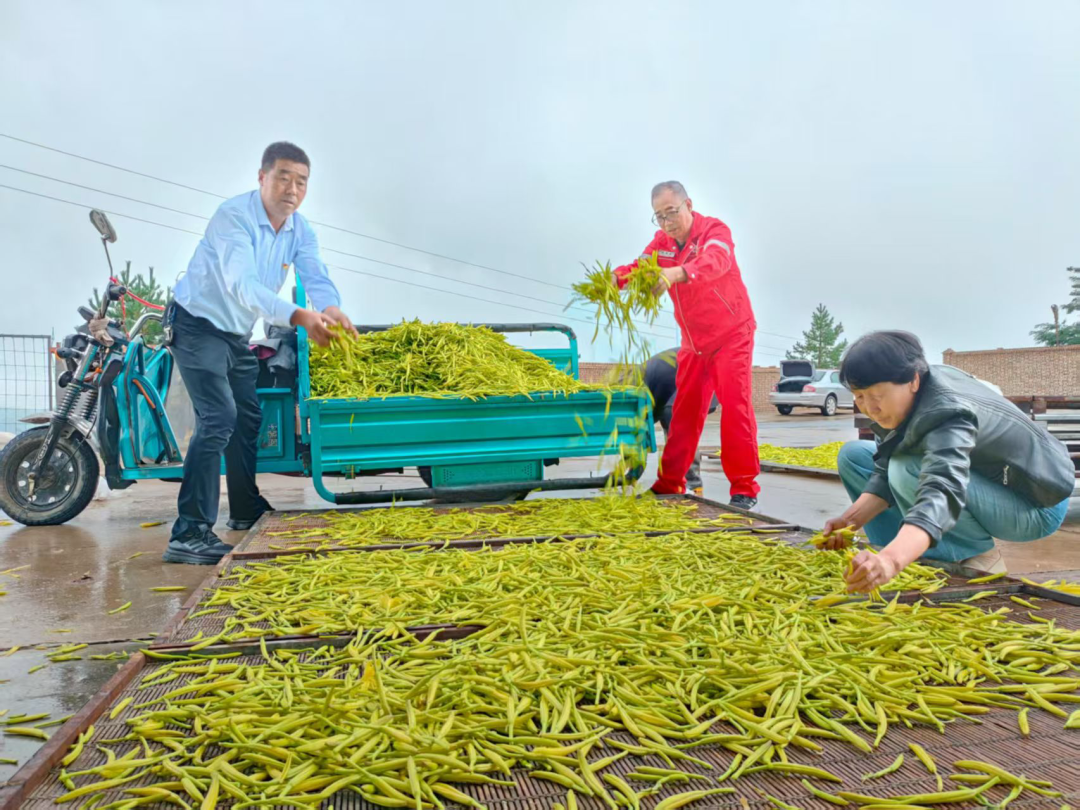 如果说加工环节的补齐让农户吃下了“定心丸”,那么种植技术的革新则让这片土地迸发出了前所未有的活力。2025年,镇村两级联合帮扶单位,带着村干部、种植大户和技术骨干远赴宁夏考察学习,把滴灌种植与智能加工技术“取”回了家。今年,滴灌水肥一体化技术在吴塬村全面落地推广。“村里高标准建成了15亩黄花菜滴灌示范田,彻底颠覆了数十年传统大水漫灌的老法子。”吴塬村党支部书记杜世玺说。