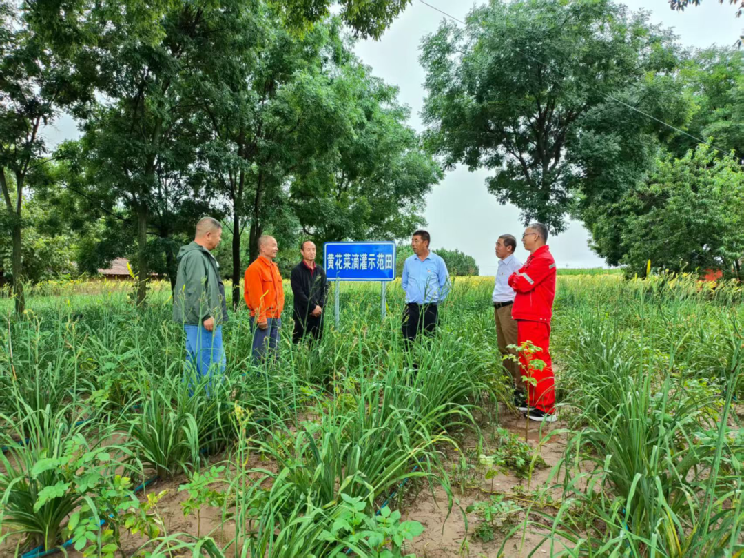 种植户何平站在自家的地头算了一笔账:“今年平均每亩地产量在两千斤以上,产值在3000元左右,比往年多收好几成。”记者了解到,滴灌示范田的黄花菜产量较传统种植提升40%,种植户亩均增收超过50%,技术的红利真真切切落进了老百姓的口袋里,项目落地后,既能为周边种植户提供加工服务、降低经营成本,又能吸纳本地劳动力就近务工,老百姓土地流转得租金、基地务工挣薪金、村集体经营有收益,三方都有赚头。