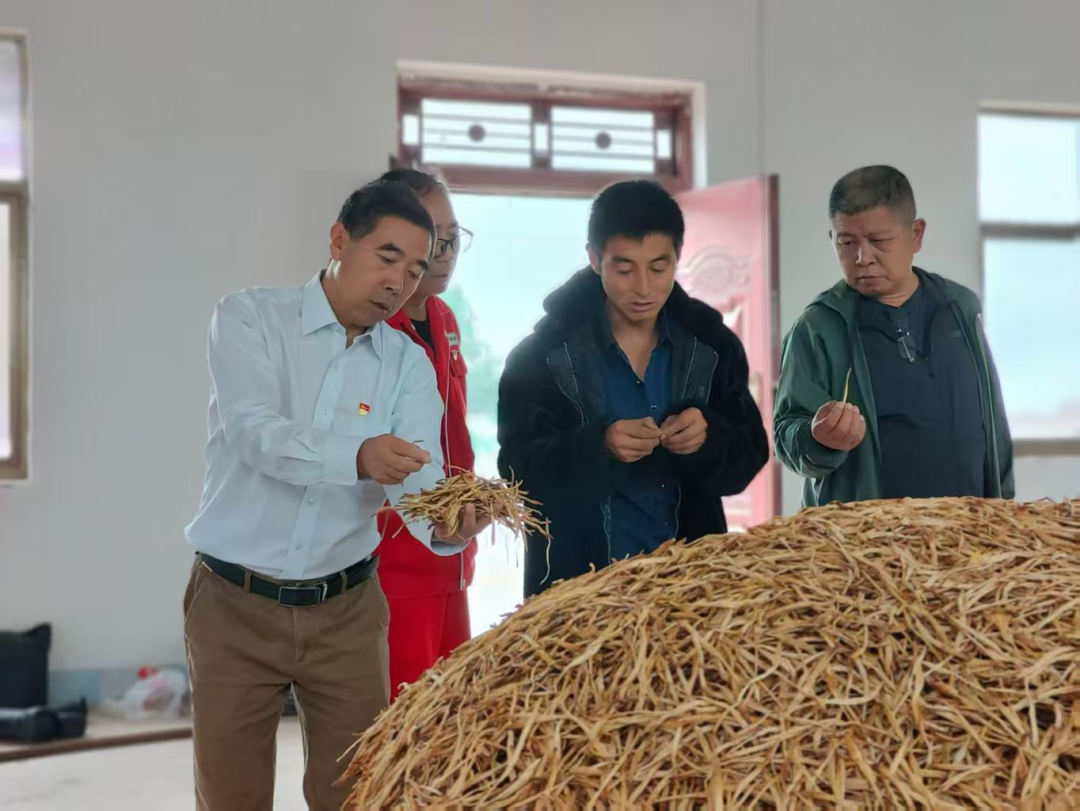 放眼全县,镇原黄花菜产业正从传统种植加速向深加工、品牌化、农文旅融合方向转型。庙渠镇依托1.1万亩留存面积和17户收购大户,在完善冷链配套的同时坚守古法蒸晒工艺,产品久煮不烂,市场竞争力强劲,并以“黄花之乡·忘忧小镇”之名融合精品农业与特色观光,打响“健康养生牌”;临泾镇则以750亩留存面积为基,以种植能手焦等军为代表,通过流转土地、推广滴灌技术,带动周边农户在家门口就业增收。