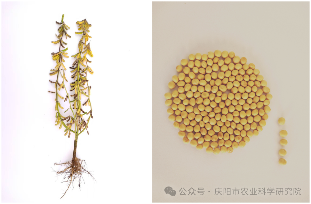大豆新品种“庆科豆8号”简介