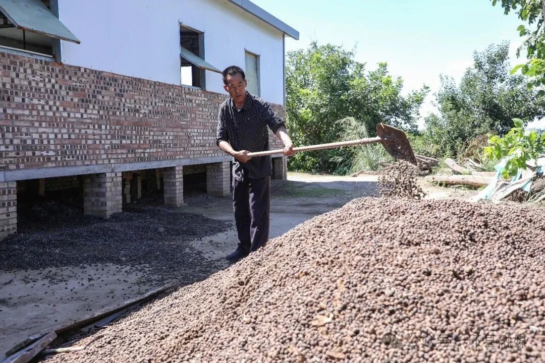 一袋有机肥的旅程:环县羊粪如何变身良田“营养剂”